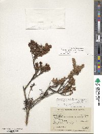 Pernettya prostrata image