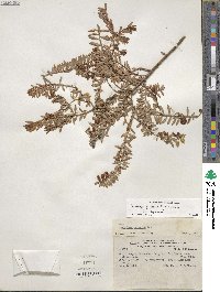 Pernettya prostrata image