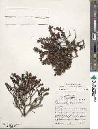 Pernettya prostrata image