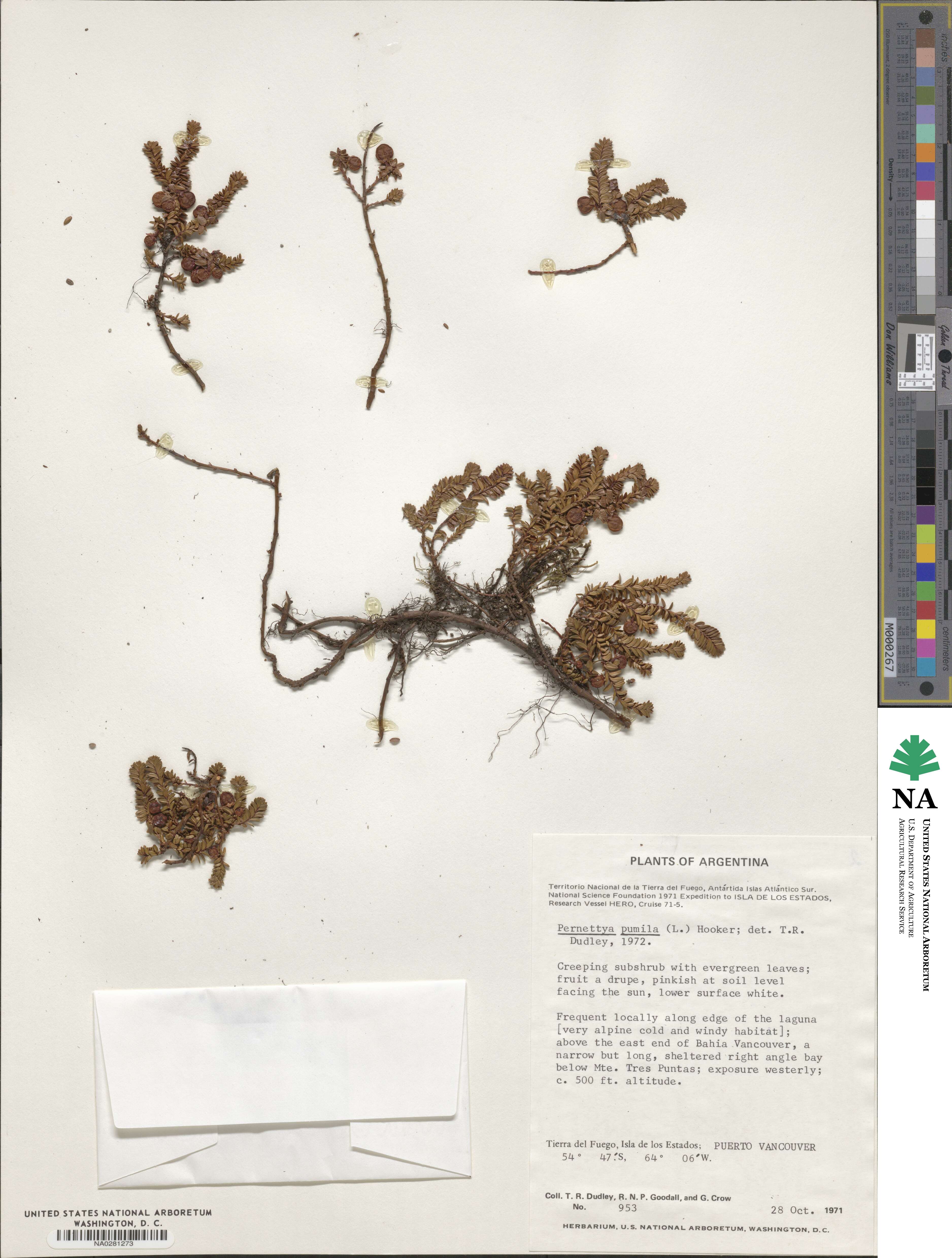 Gaultheria pumila image