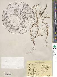 Gaultheria hispidula image