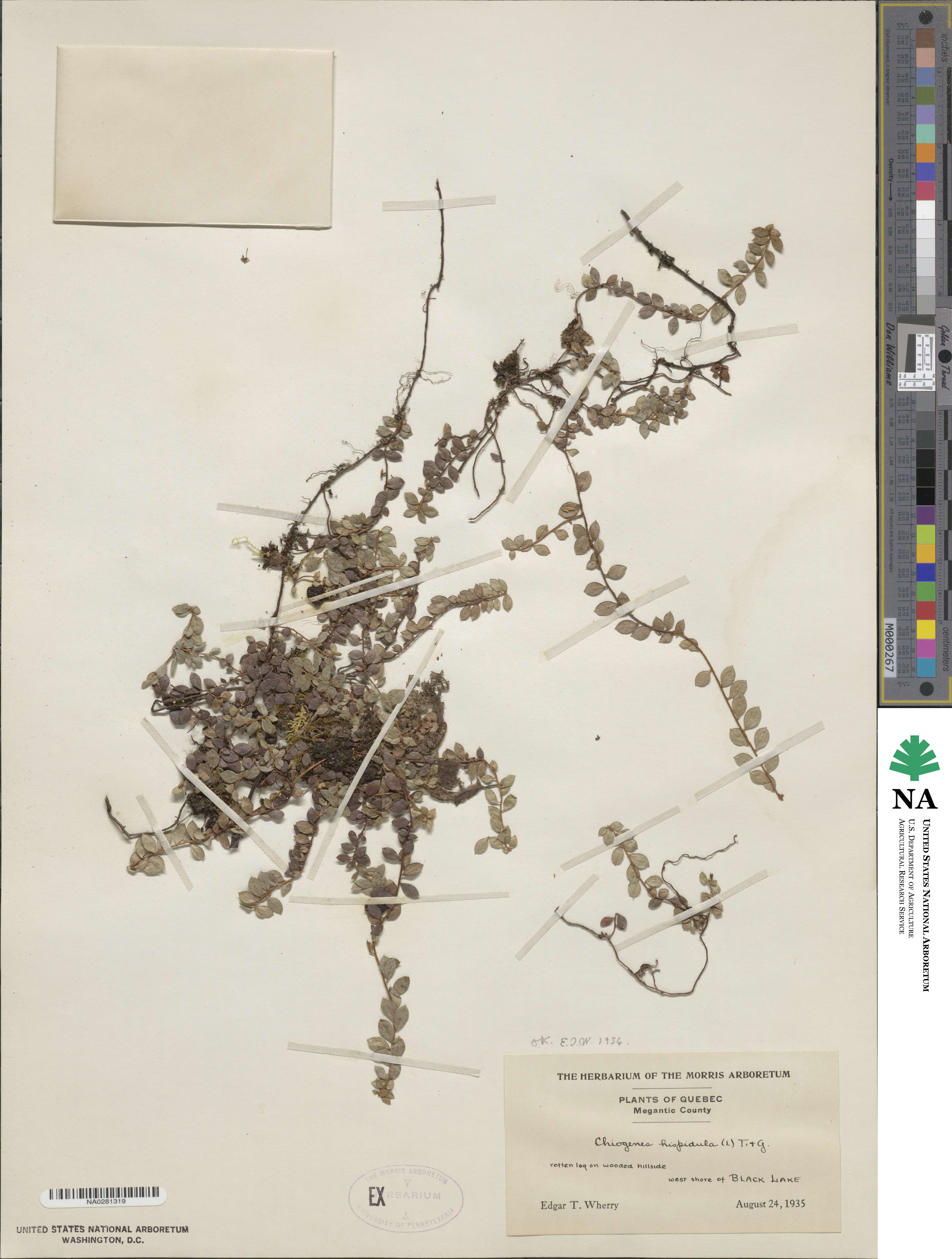 Gaultheria hispidula image