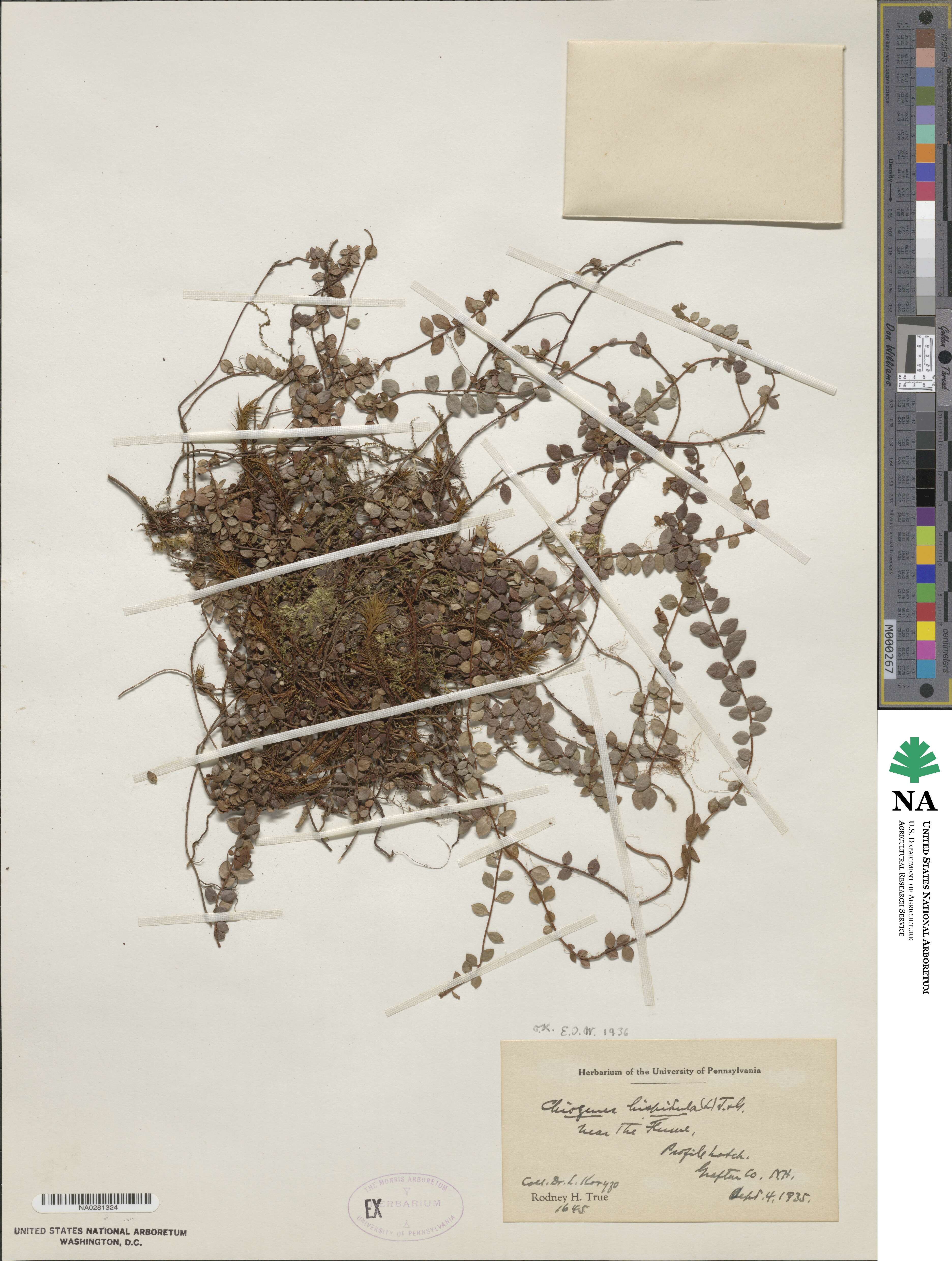 Gaultheria hispidula image