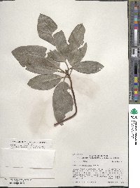 Arbutus menziesii image