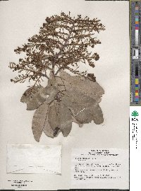 Arbutus menziesii image