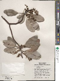 Arbutus menziesii image