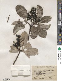 Arbutus menziesii image