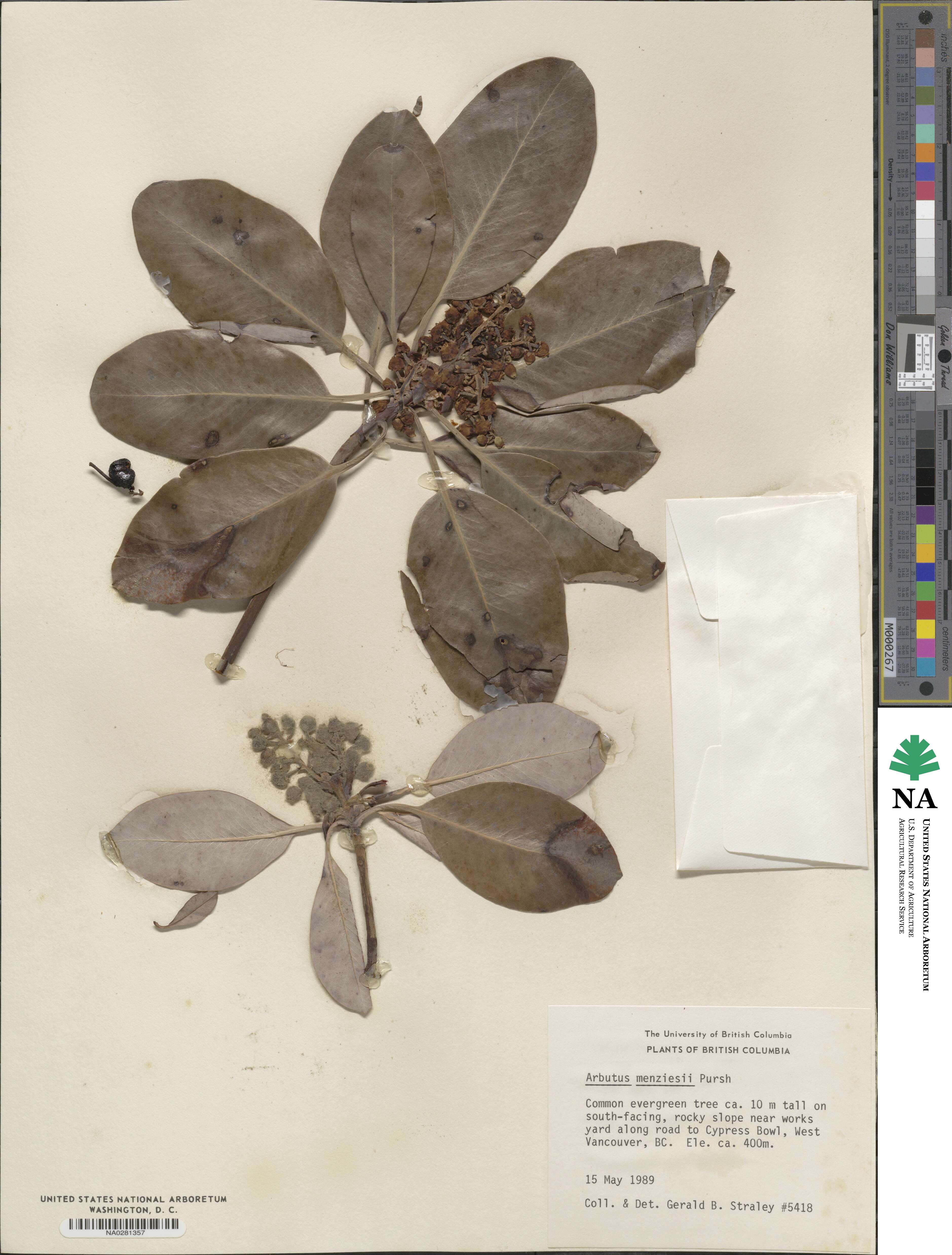 Arbutus menziesii image