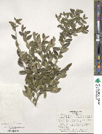 Ilex vomitoria image