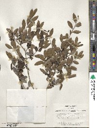 Ilex vomitoria image