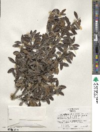 Ilex vomitoria image