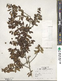 Ilex vomitoria image