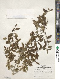 Ilex vomitoria image