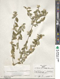 Ilex vomitoria image