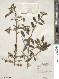 Ilex vomitoria image