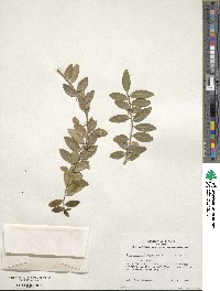 Ilex vomitoria image