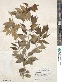 Ilex wilsonii image