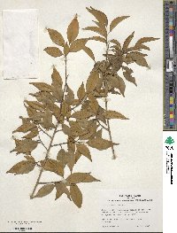 Ilex wilsonii image