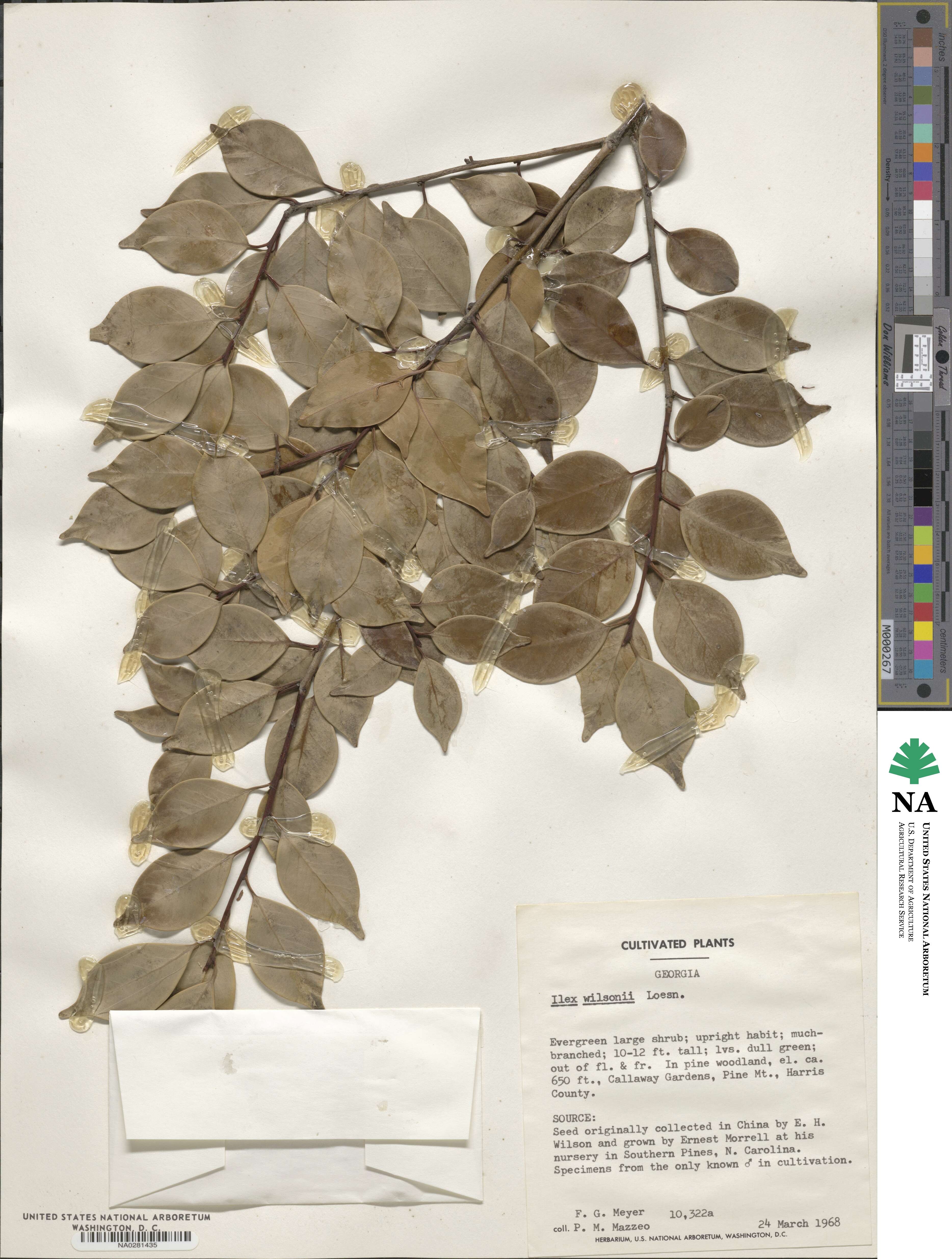 Ilex wilsonii image