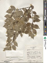 Ilex wilsonii image