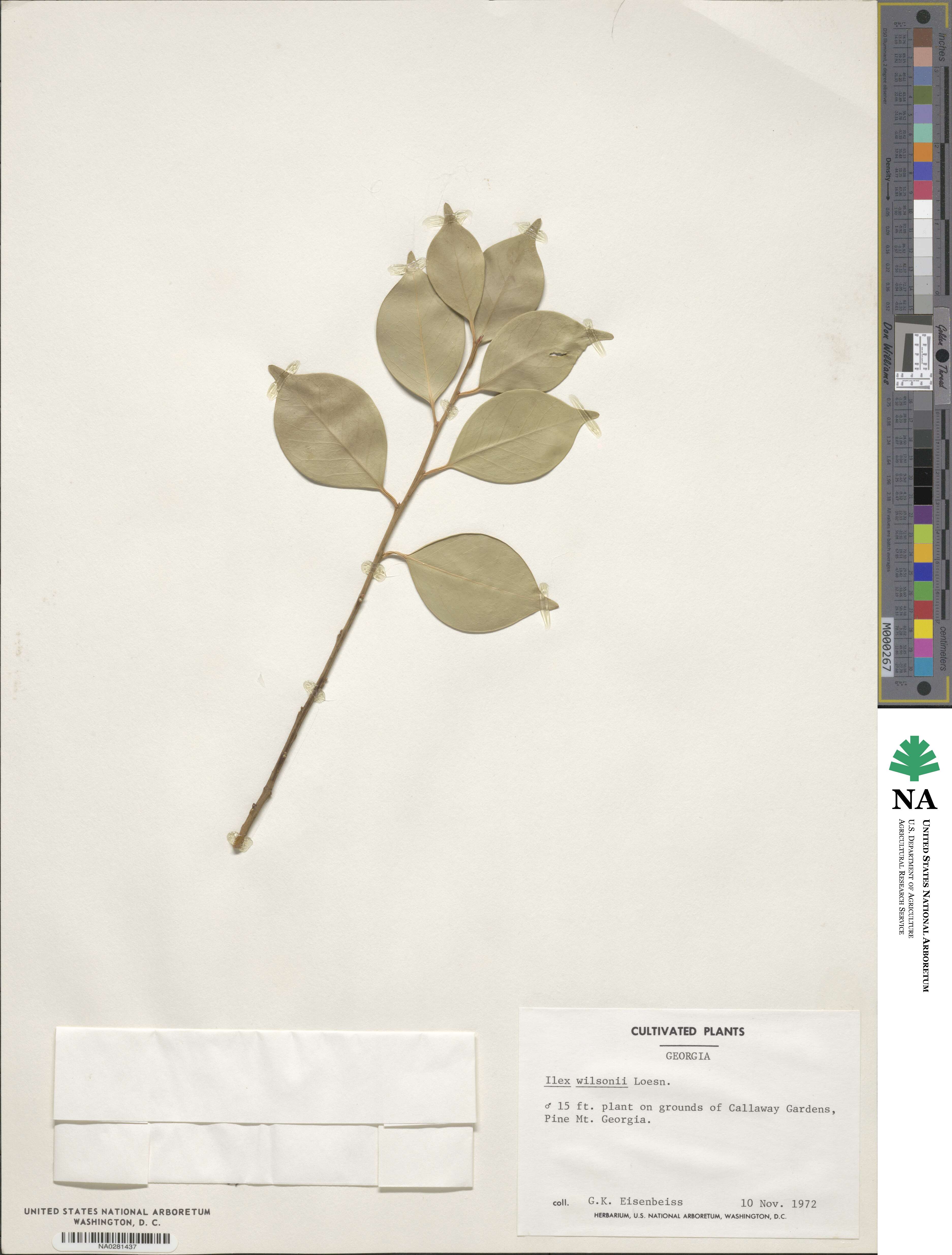 Ilex wilsonii image