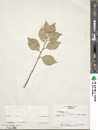 Ilex wilsonii image