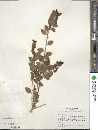 Ilex yunnanensis image