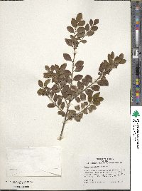 Ilex yunnanensis image