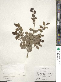 Ilex yunnanensis image