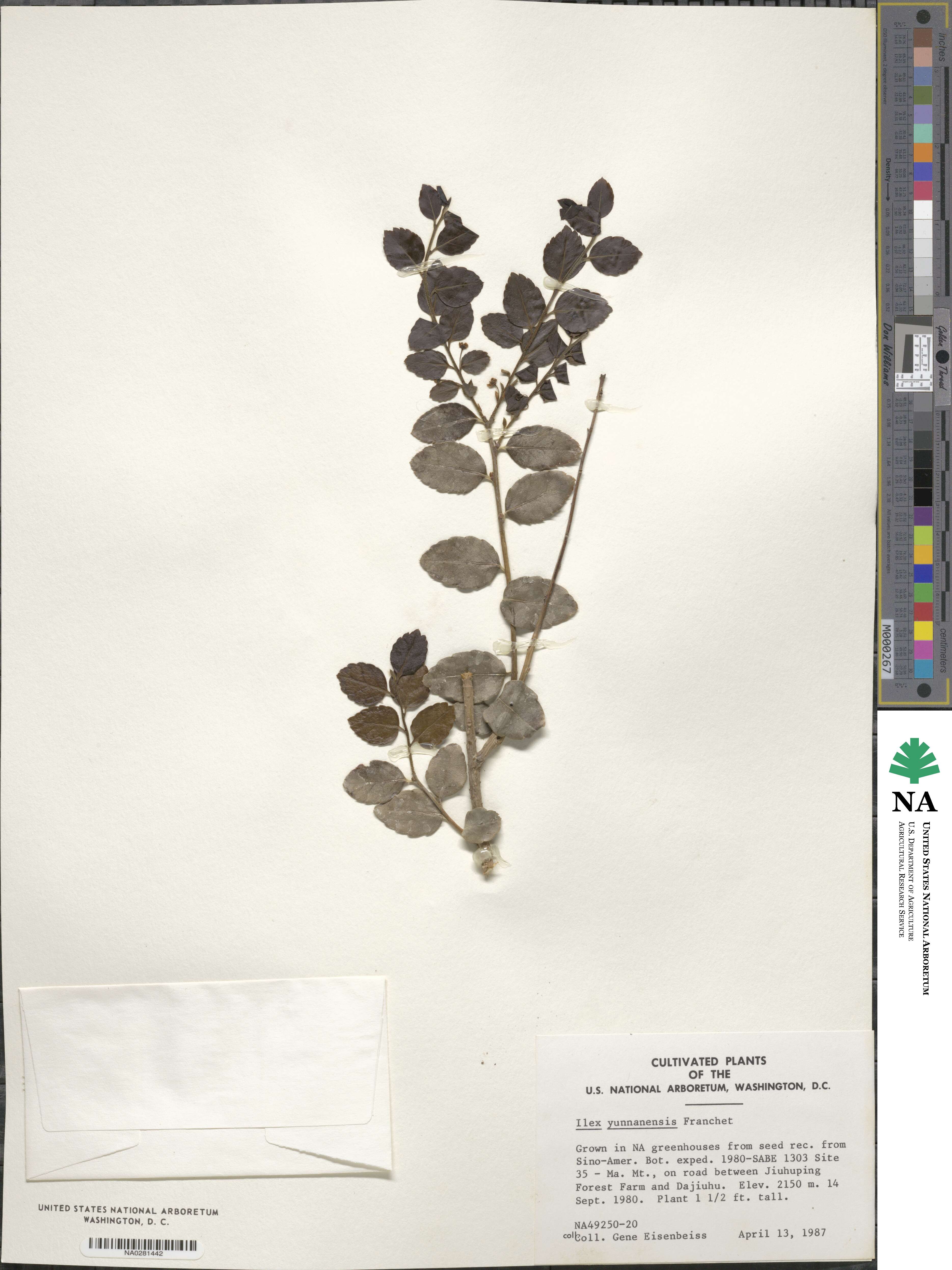 Ilex yunnanensis image