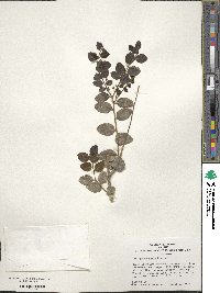 Ilex yunnanensis image