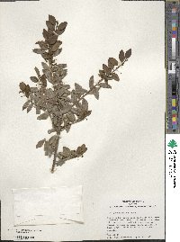 Ilex yunnanensis image