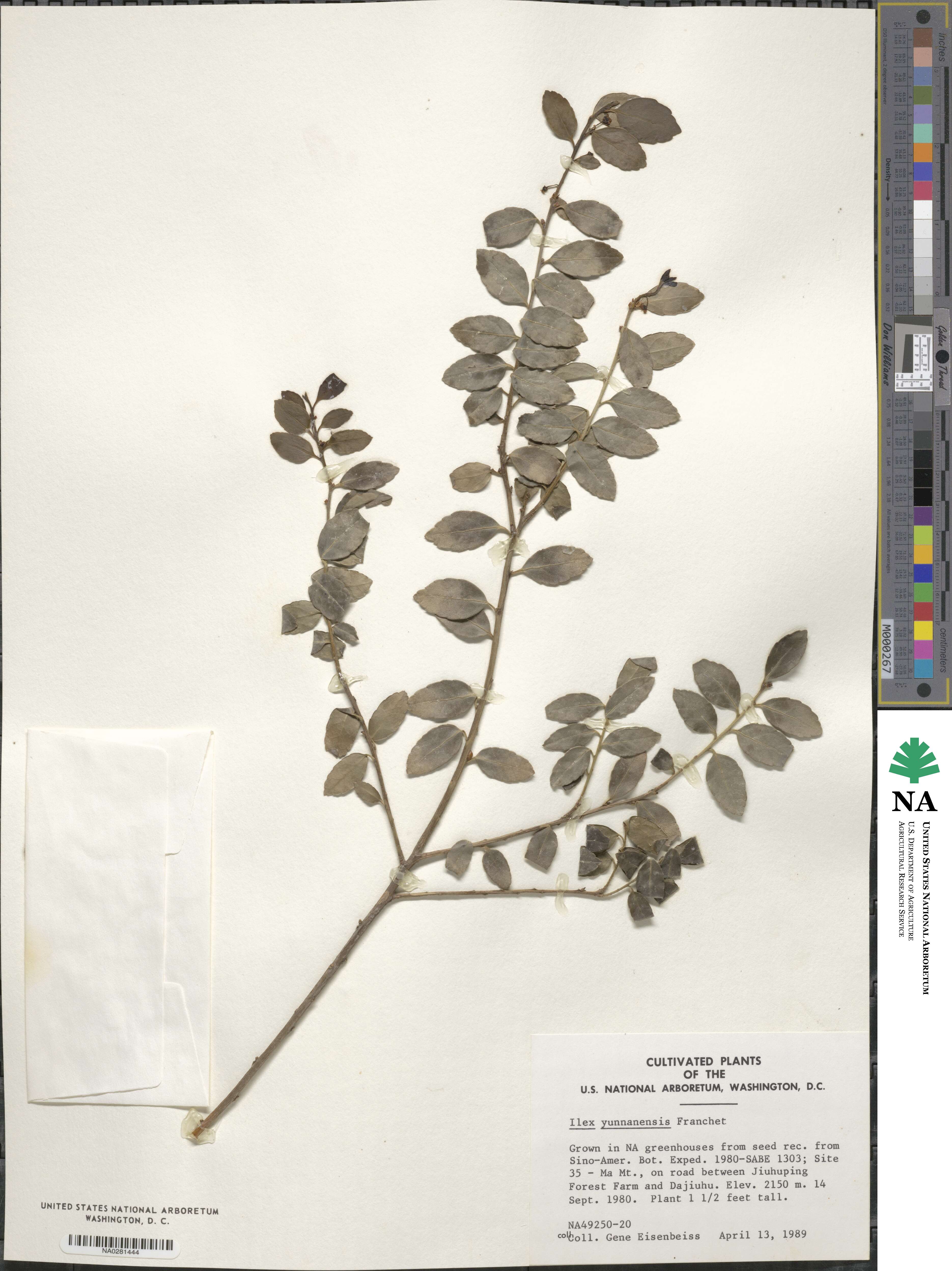 Ilex yunnanensis image