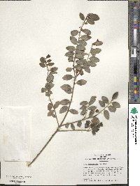 Ilex yunnanensis image