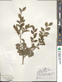 Ilex yunnanensis image