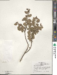 Ilex yunnanensis image