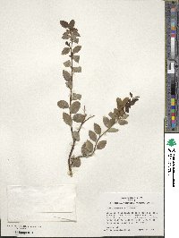 Ilex yunnanensis image