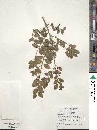 Ilex yunnanensis image