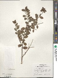 Ilex yunnanensis image