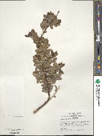 Ilex yunnanensis image