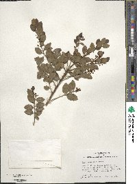 Ilex yunnanensis image