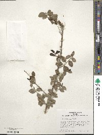 Ilex yunnanensis image