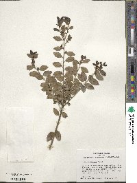 Ilex yunnanensis image