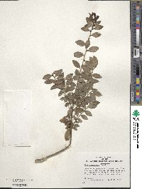 Ilex yunnanensis image