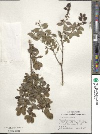 Ilex yunnanensis image