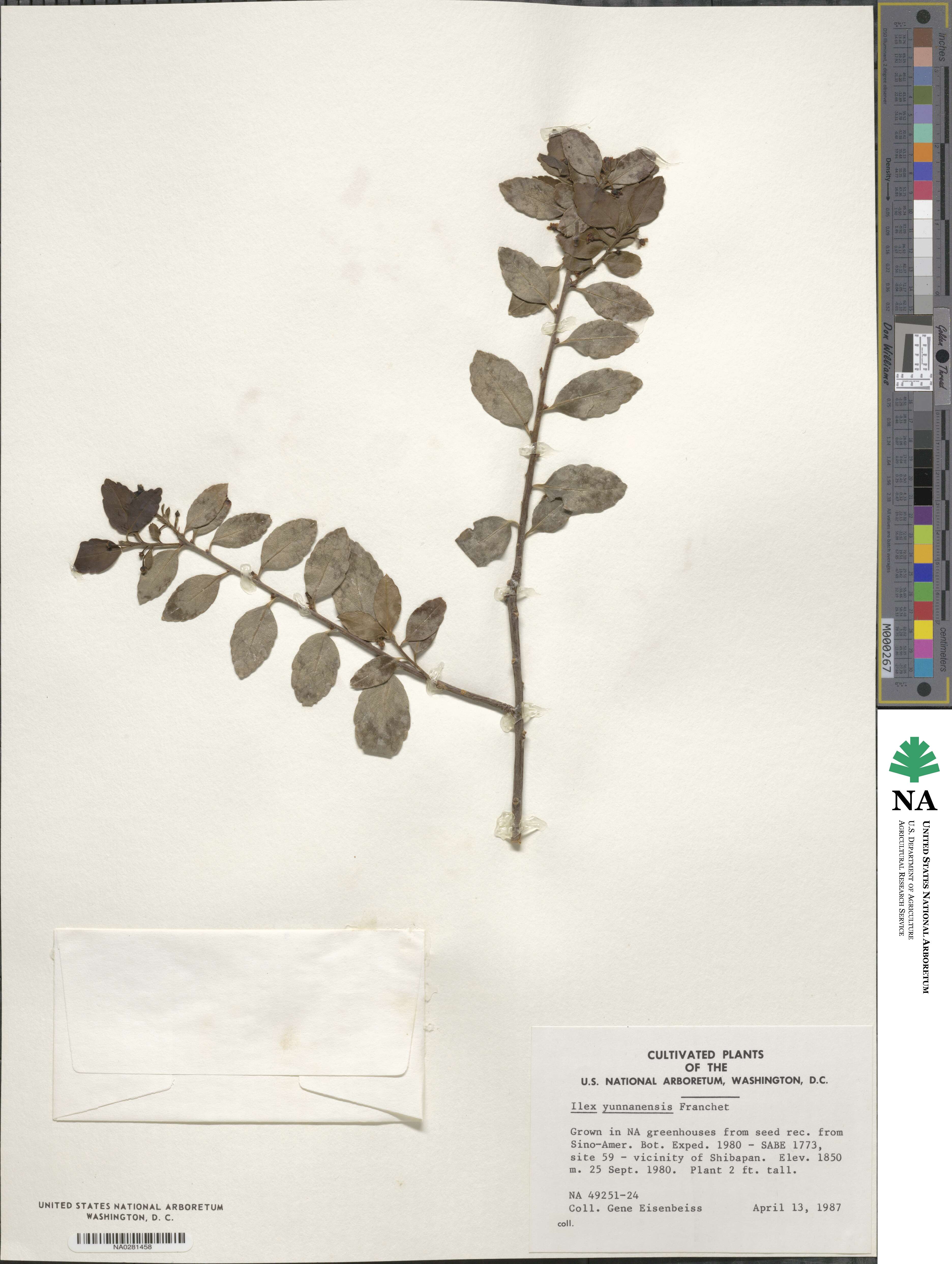 Ilex yunnanensis image