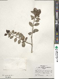 Ilex yunnanensis image