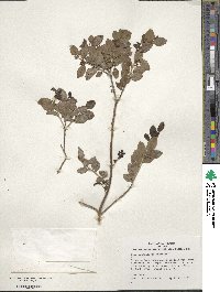 Ilex yunnanensis image