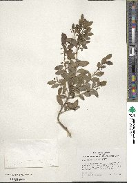 Ilex yunnanensis image