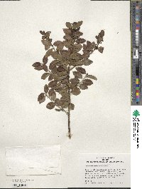 Ilex yunnanensis image